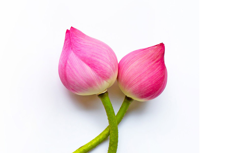 Contact-bkg-1 Pink lotus flowers