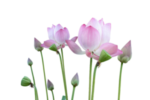 Pink lotus flowers